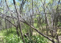 vlcsnap-2016-06-05-12h31m24s835