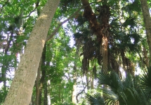 alexander-springs-047