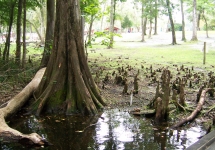 Little Blue Spring