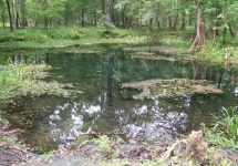 Johnson Spring