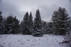 Pigeon River Country State Forest, MI - Jan 2015