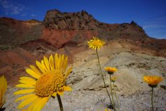 Pinto Valley Wilderness, NV - March 2017