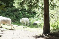 Wildlife Encounters