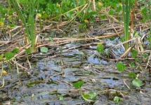 Alexander Springs 035