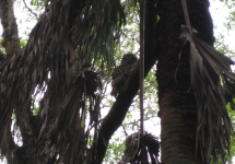 Myakka River State Park_32