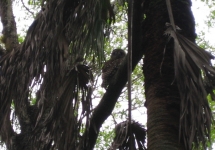 Myakka River State Park_32