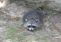 Racoon