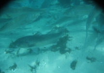 Silver Glen 5-25-08_002