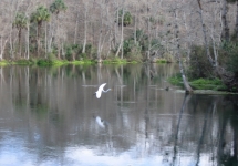 Silver River State Park 1-15-08_22