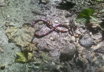 coral snake 2