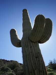 saguaro cactus in the superstition wilderness