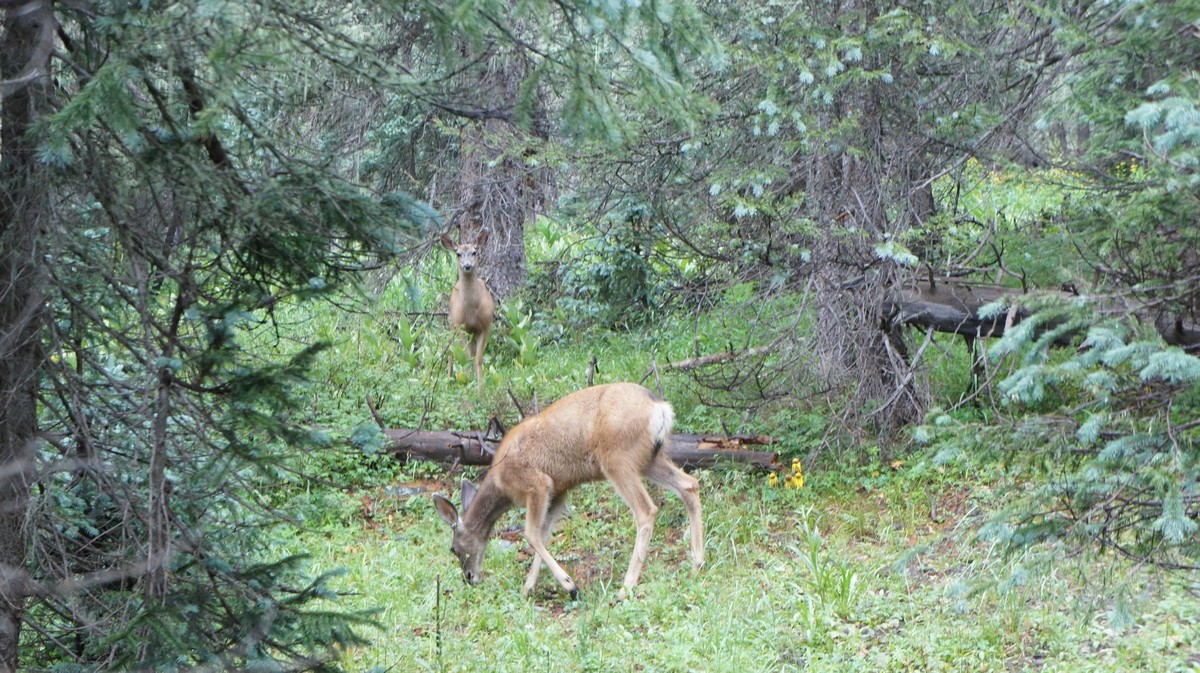 deer wandering around near us during our lunch break