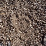 Bear Track In Big Bend National Park
