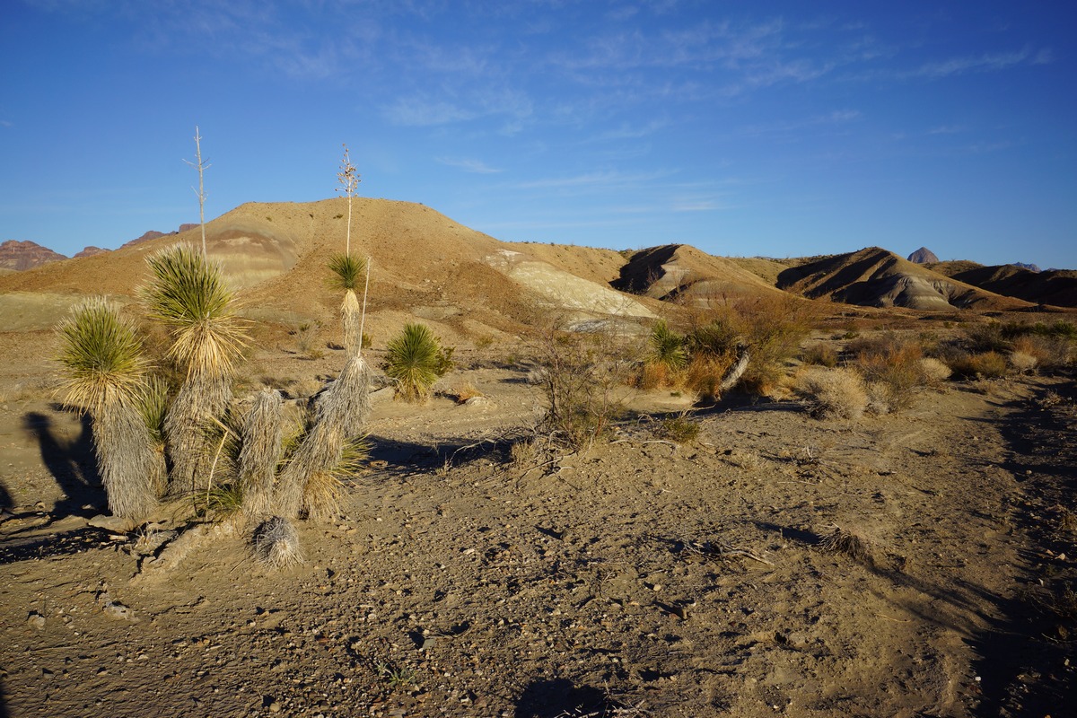 desert scenery in big bend national park