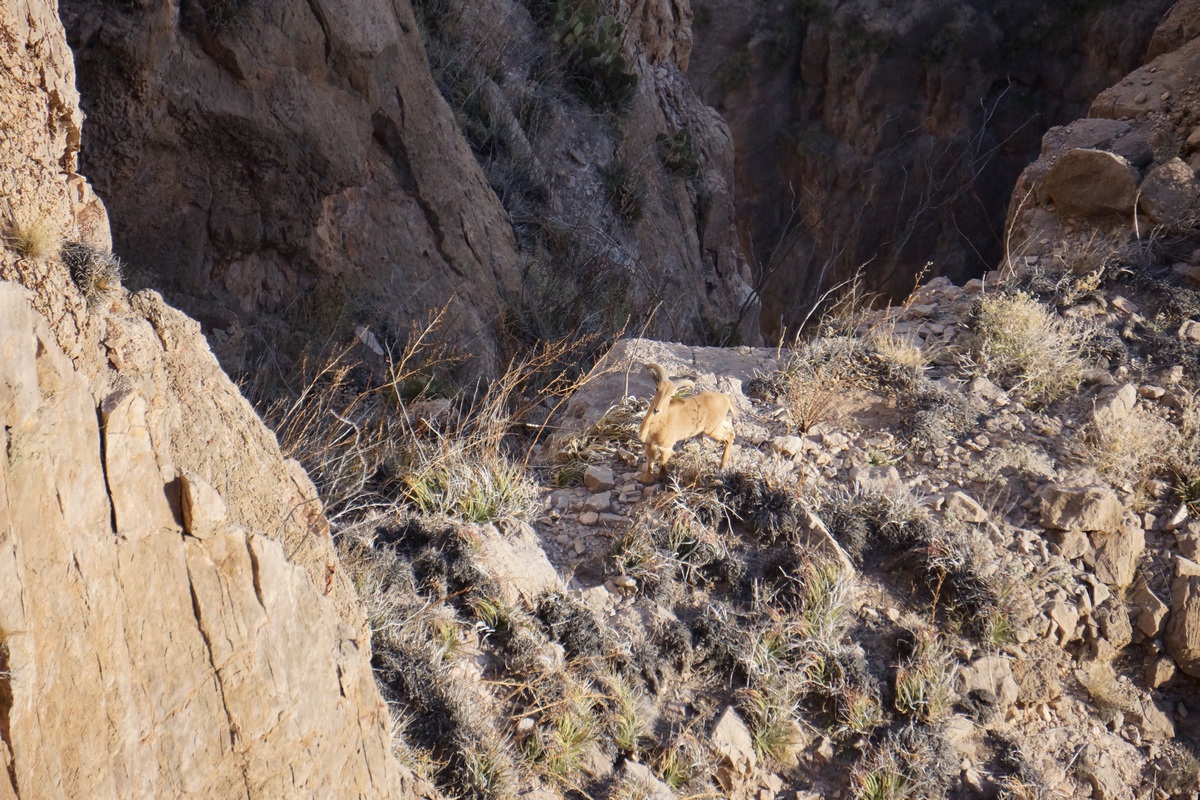 aoudad sighting in big bend
