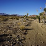 Cacti Line Wash In Big bend