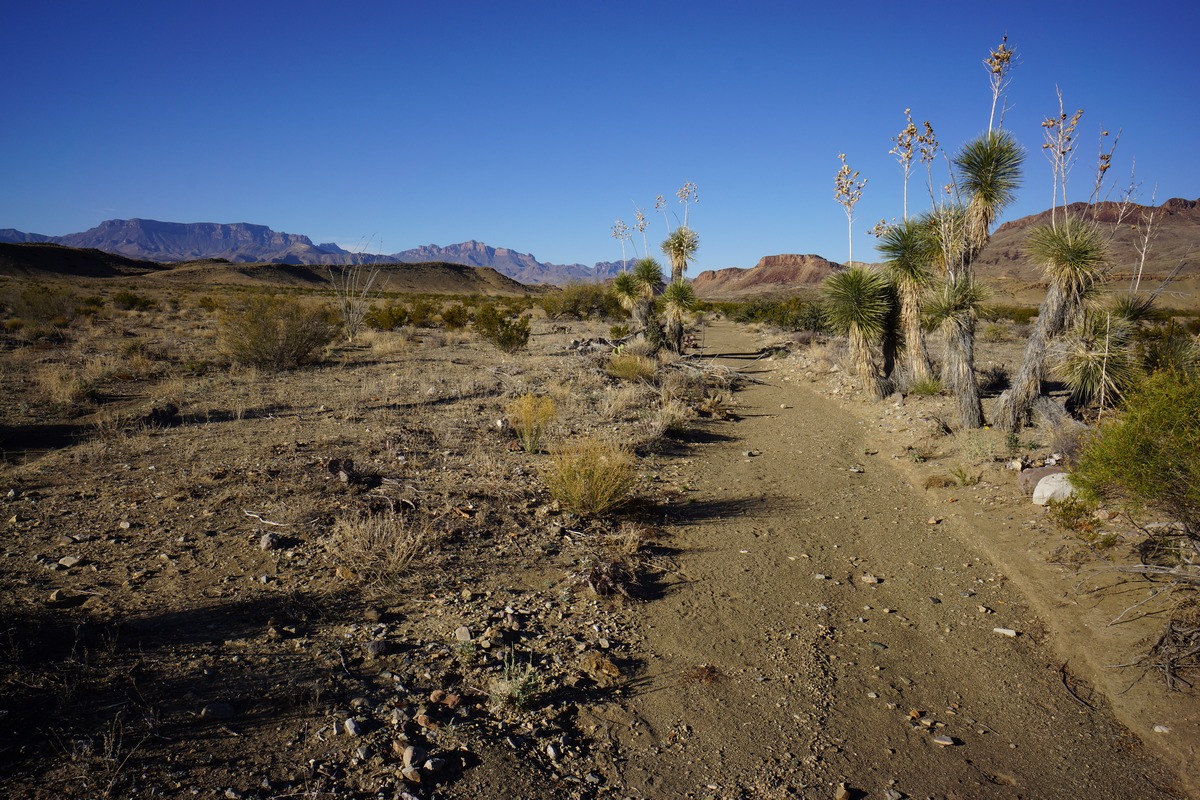 cacti line a dried river bed in big bend