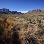 Dodson Towards Juniper