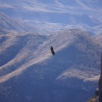 Big Bend National Park Bird