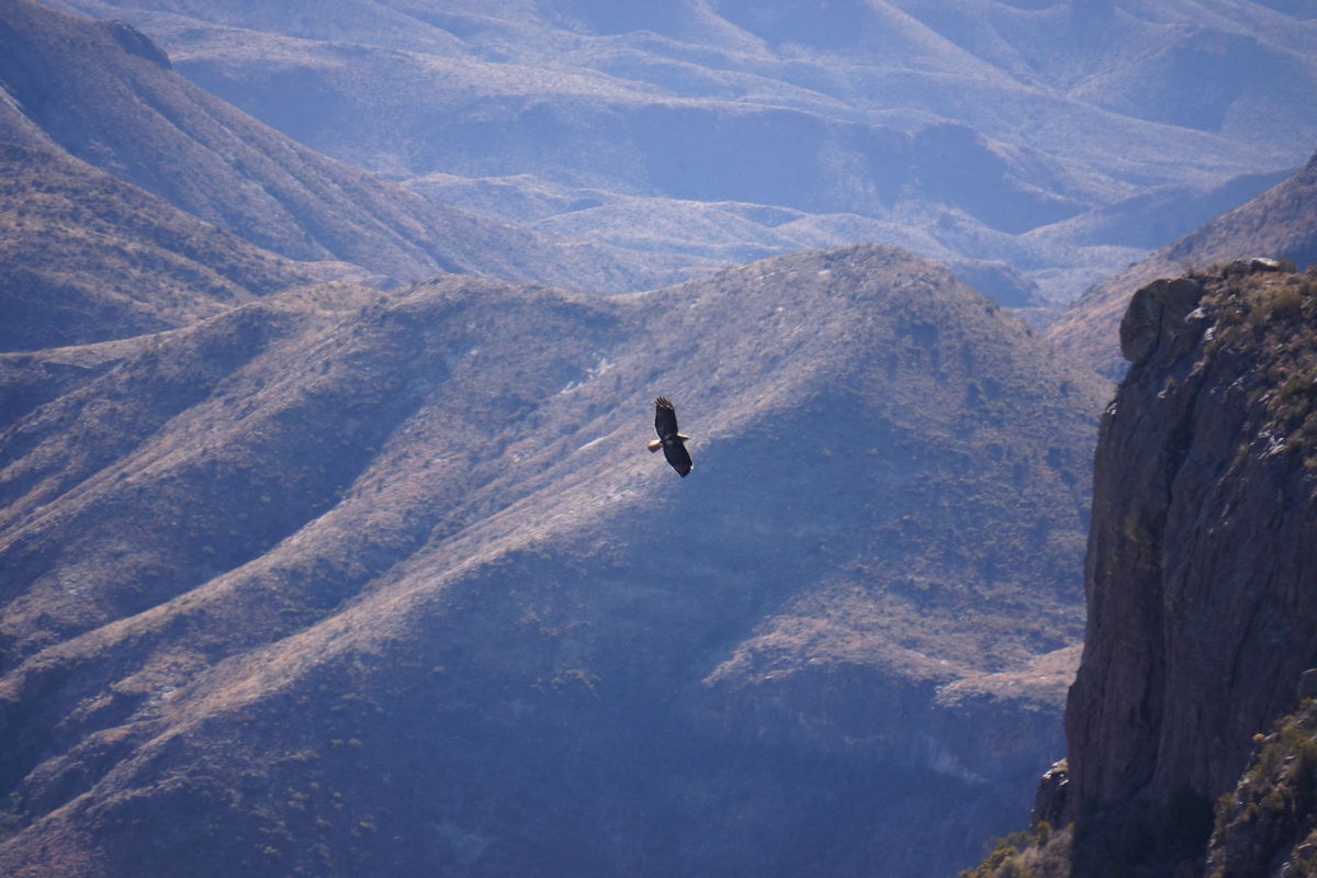 bird of prey big bend national park