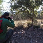 Photographing Mule Deer