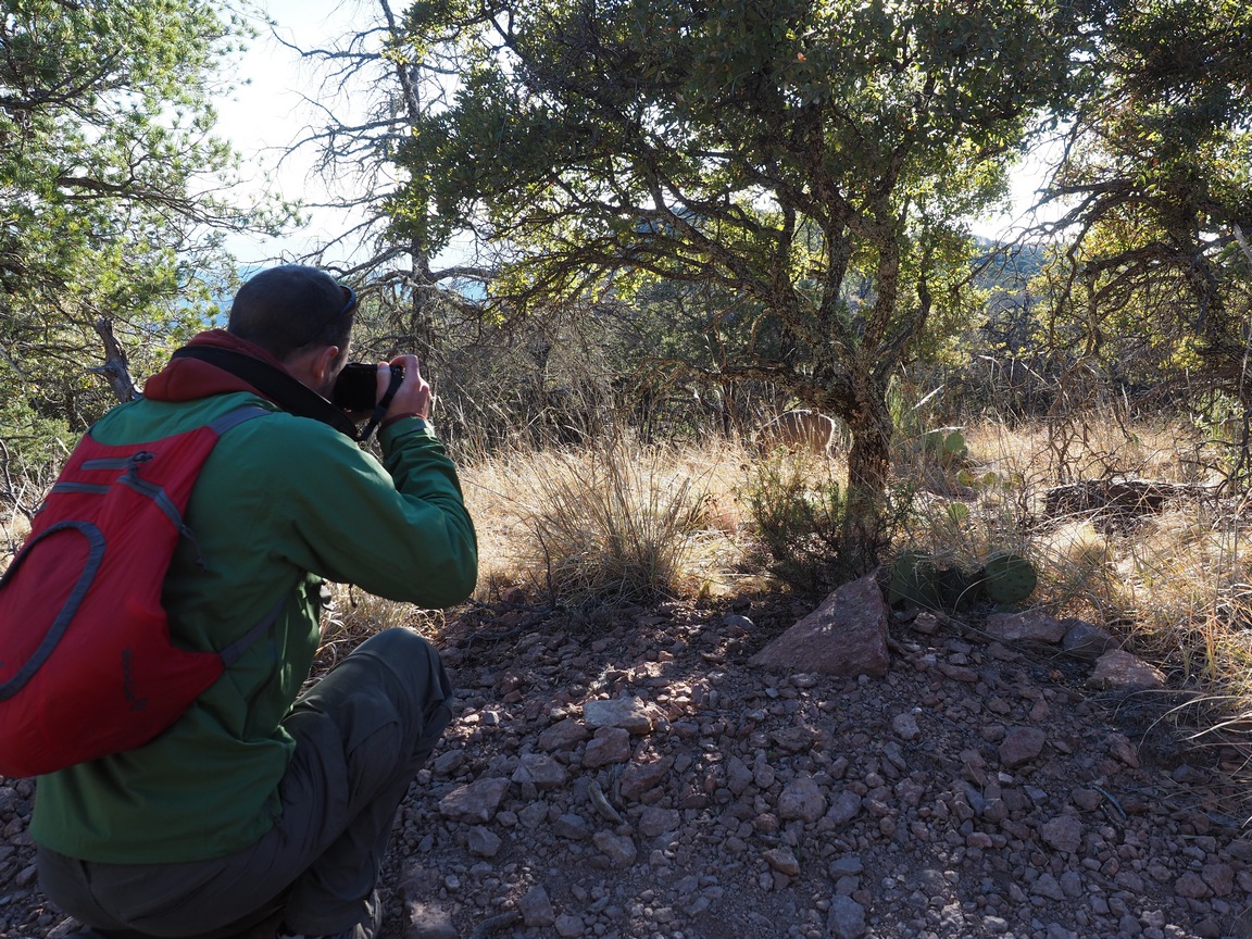 mule deer photography big bend national park