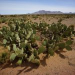 CDT-Crazy-Cook-to-Lordsburg044