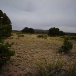 CDT-Crazy-Cook-to-Lordsburg060