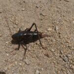 Basin and Range Trail Section 4 Toiyabe Crest Trail hike 0005