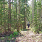Aspen Trees Along Hendry’s Creek Trail