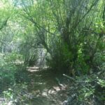 Basin and Range Trail Thru HIke – Snake Range c013