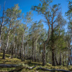 Aspen Trees in Mt Moriah Wilderness