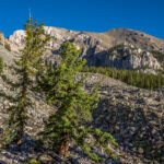 Basin and Range Trail Thru HIke – Snake Range c040