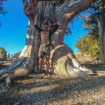 Hiker in front of Bristlecone Pine Tree
