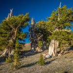 Bristlecone Pine Tress in Mt Moriah Wilderness
