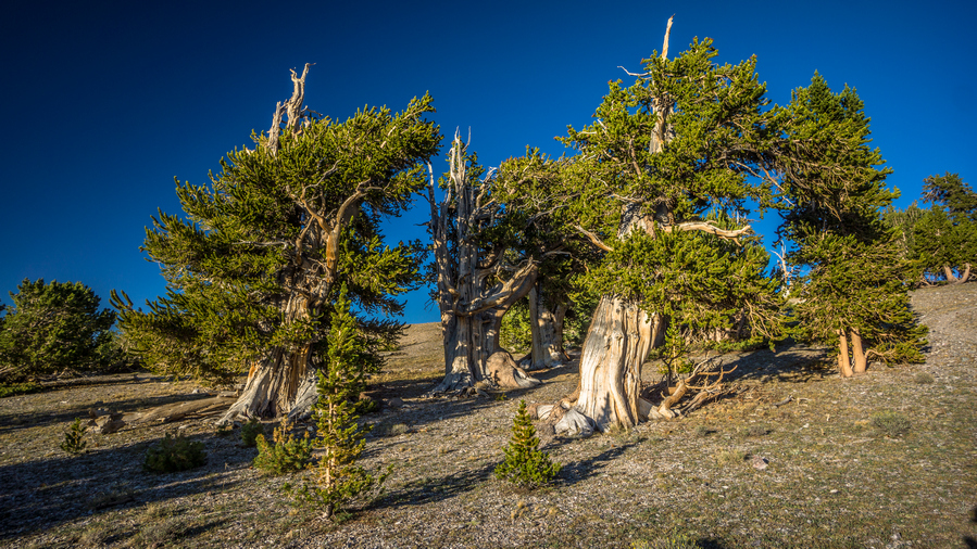a grove of bristlecone pine trees in the snake range nevada