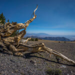 Basin and Range Trail Thru HIke – Snake Range c107