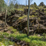 Basin and Range Trail Thru HIke – Snake Range c113