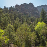 Hendry’s Creek Hiking Trail Views