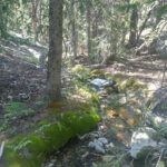 Basin and Range Trail Thru HIke – Snake Range c136_1