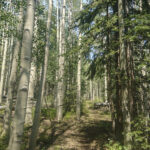 Hiking the Hendry’s Creek Trail