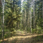 Basin and Range Trail Thru HIke – Snake Range c143_1