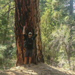 Hiker Stands in Front of Massive Pine Tree in Nevada