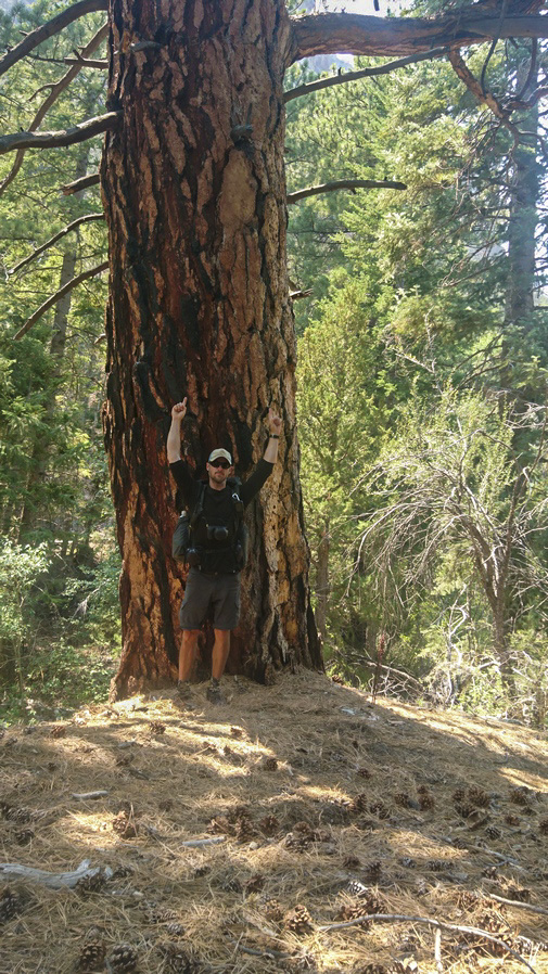 hiker stands in front of huge pine tree in mt moriah wilderness