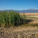 Basin and Range Trail Thru HIke – Snake Range c185