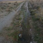 Spring Forms in Dirt Road