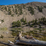 Johnson Lake Reflection, Great Basin National Park, NV