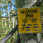 Bearing Tree in the Ruby Mountains