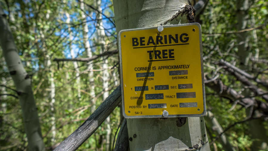 bearing tree metal sign nailed to aspen tree in ruby mountains nevada