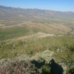 Thick Aspen rres in Northern Ruby Mountains